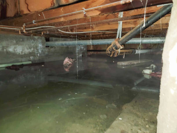 Best Sewage cleanup and water damage restoration  in Muskegon Heights, MI